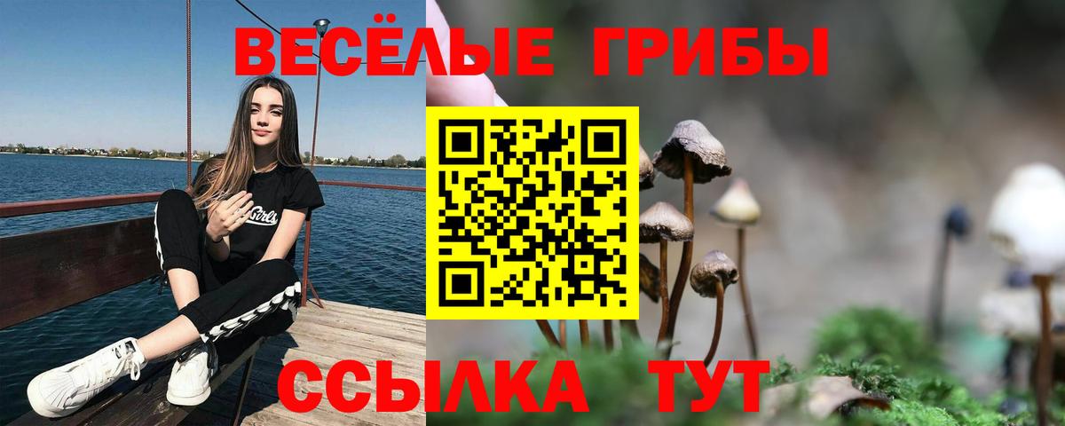 Галлюциногенные грибы Psilocybe Котовск